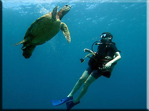Wailea Point Reef Dive $160 photo 2