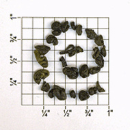 Pinhead Gunpowder from Upton Tea Imports