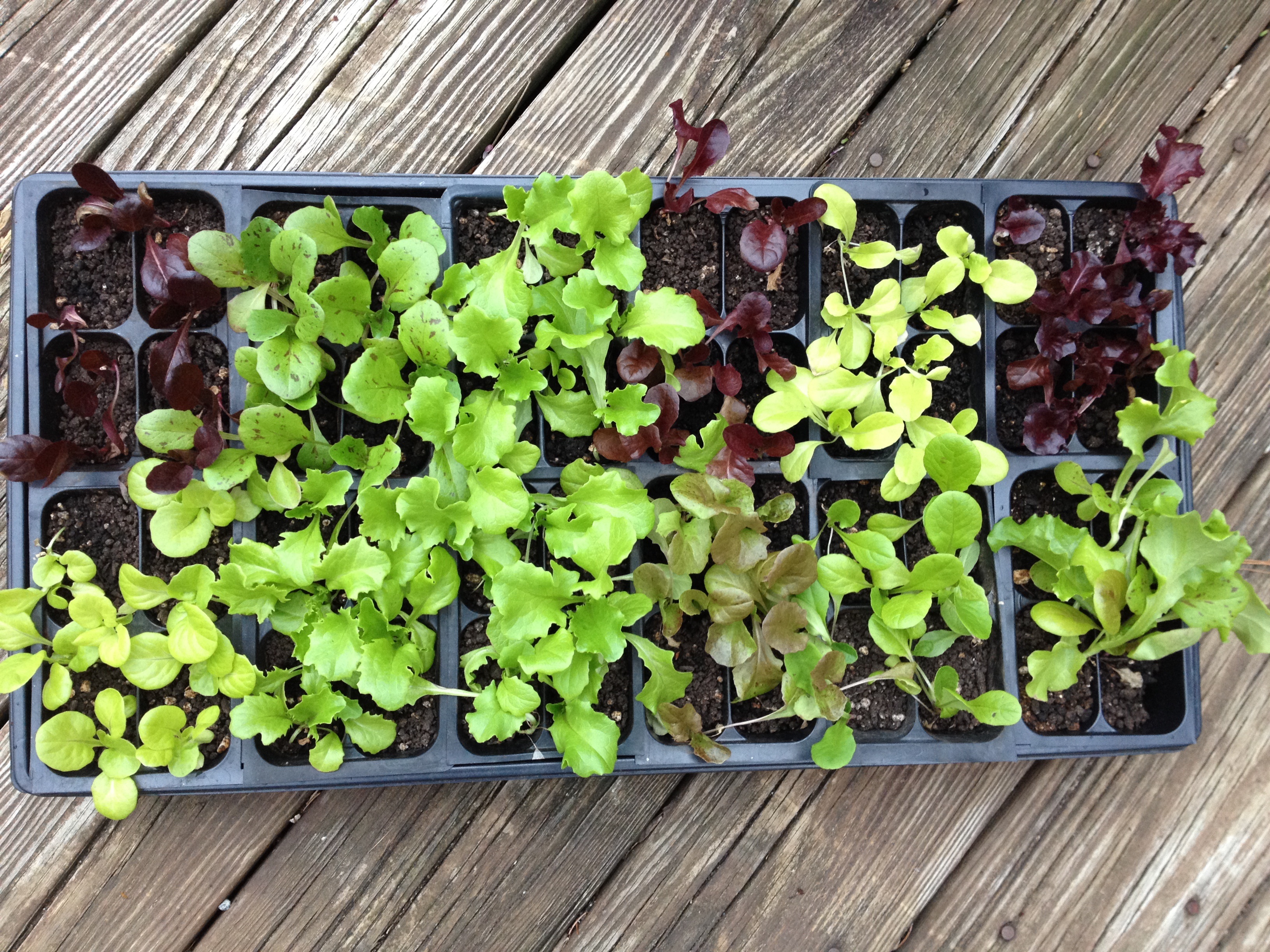Hardening-off lettuce seedlings for transplanting