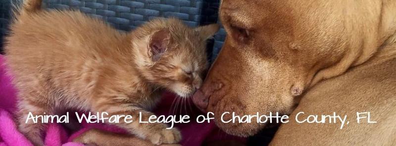 Animal Welfare League Of Charlotte County Florida Inc. Custom Ink  Fundraising