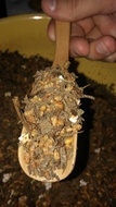 Sweet Cocoa Roasted Genmaicha from Liquid Proust Teas