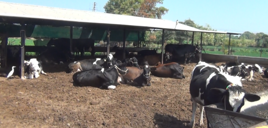 loose housing in dairy farming