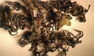 American Oolong from Zhi Tea
