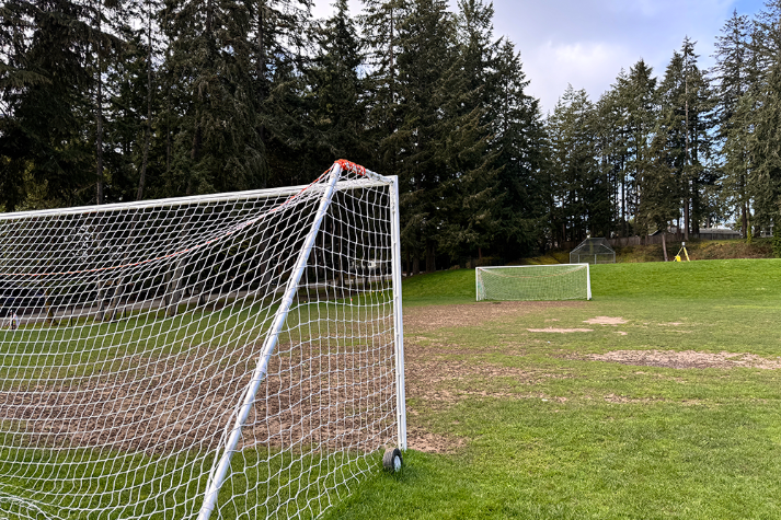 Athletic Field Grass