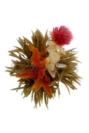 Bai He Xian Zi "Divine Lily" from Oxalis
