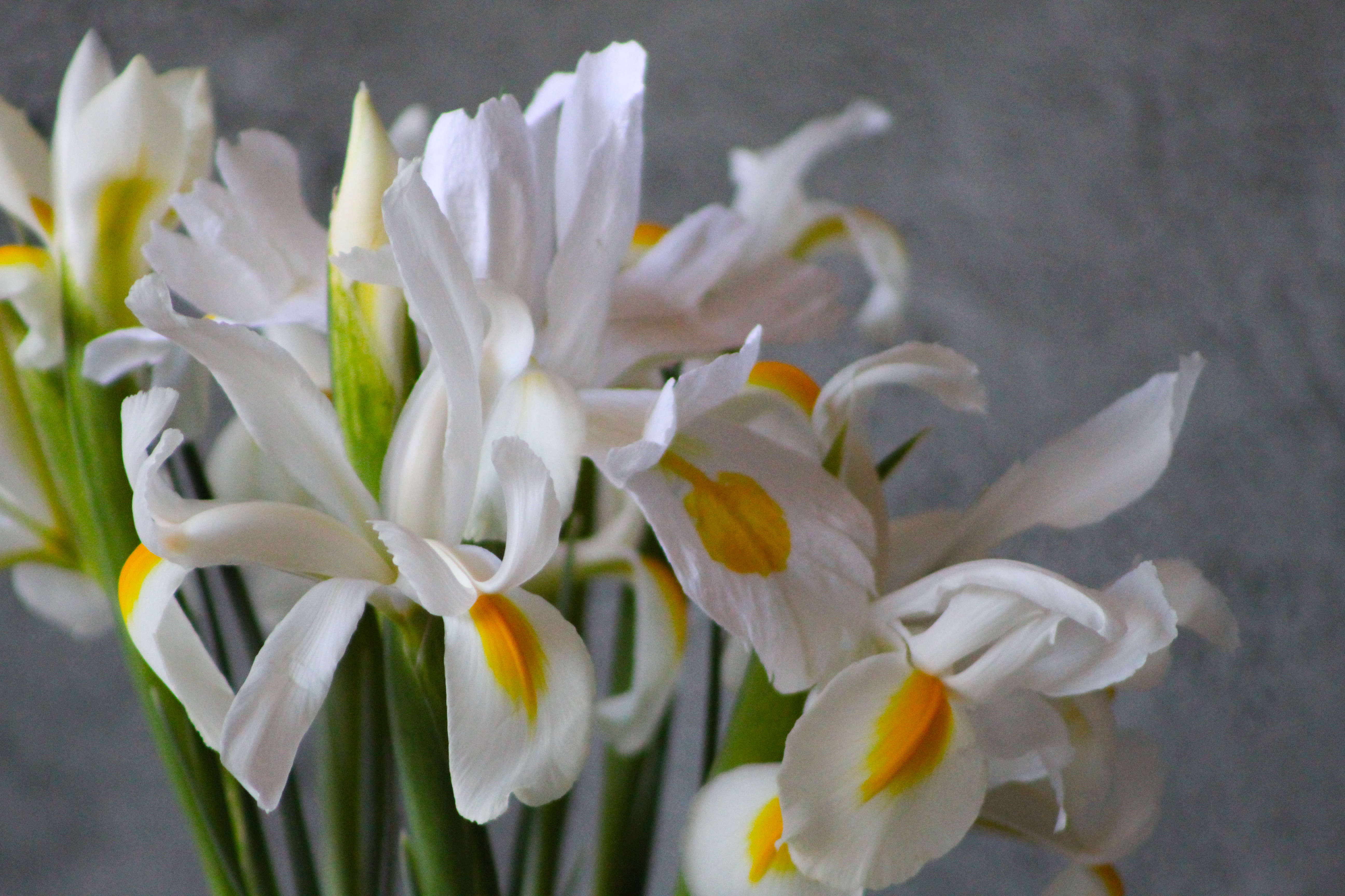 Crepe Paper Iris mixed with real Iris 