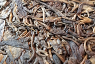 2002 Zhong Cha 7542 Blend from Beautiful Taiwan Tea Company