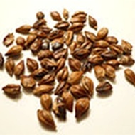 Mugicha (Roasted Barley) from Premium Steap