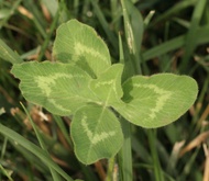 Clover Tea from homemade 