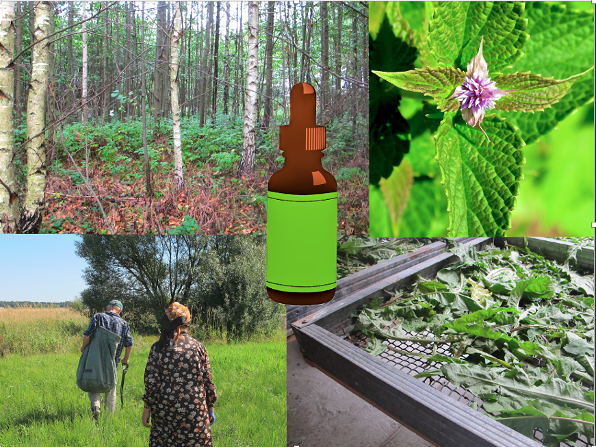 What is Sustainable Herbal Medicine? International Herb Symposium