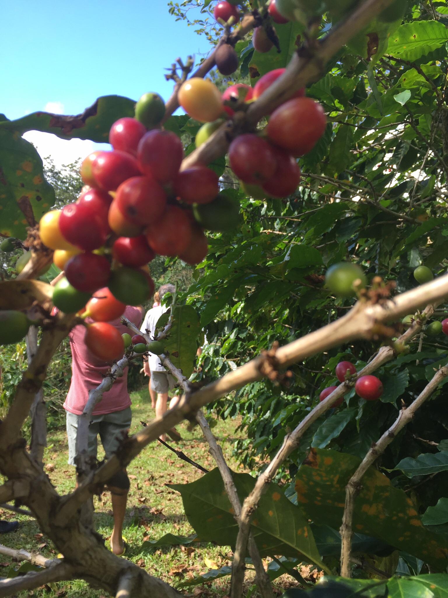 Semi-Private Coffee Plantation Tour ☕️ photo 5