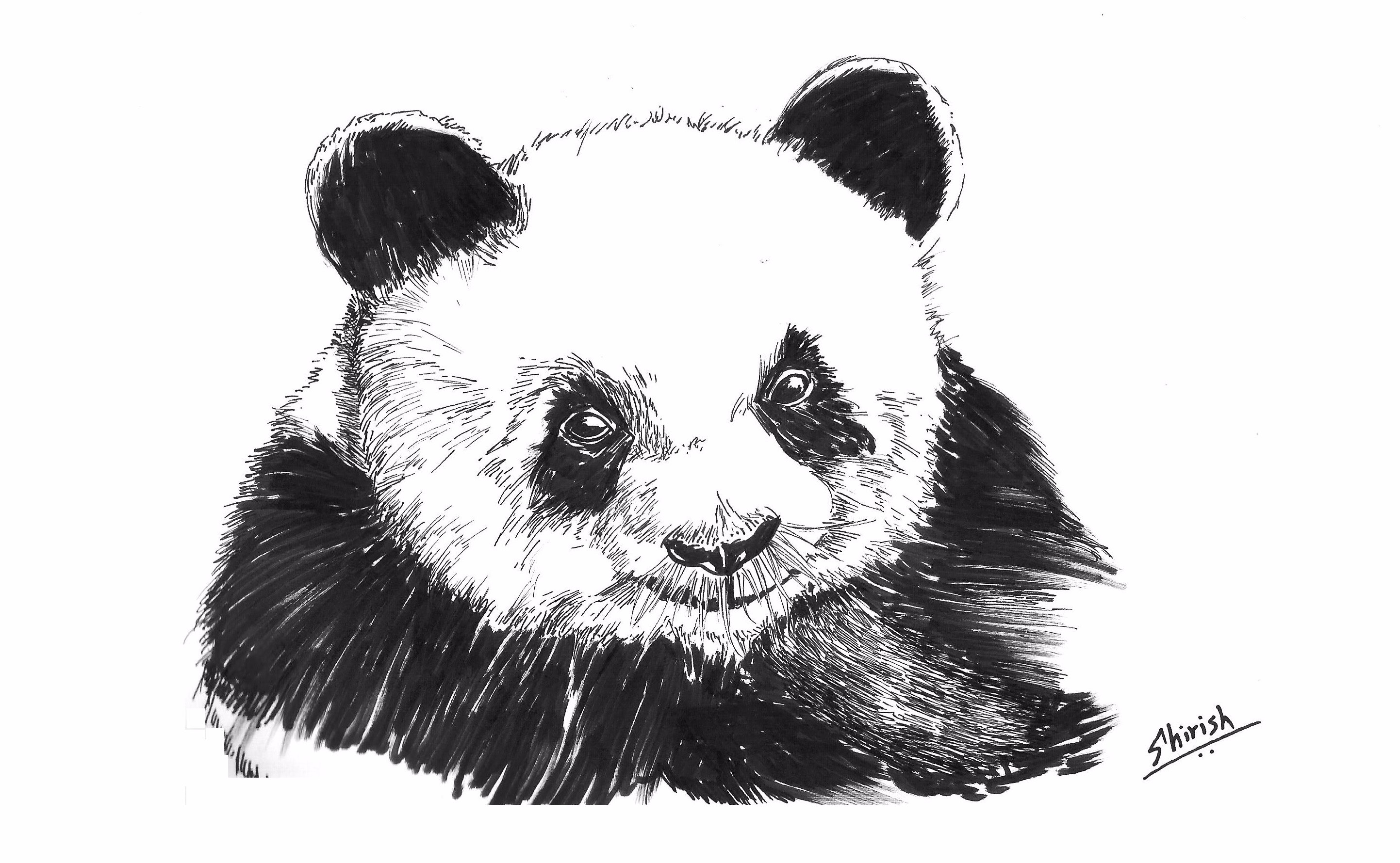 Drawing Animals using Pen, Inks and Watercolors | HuesAndTones