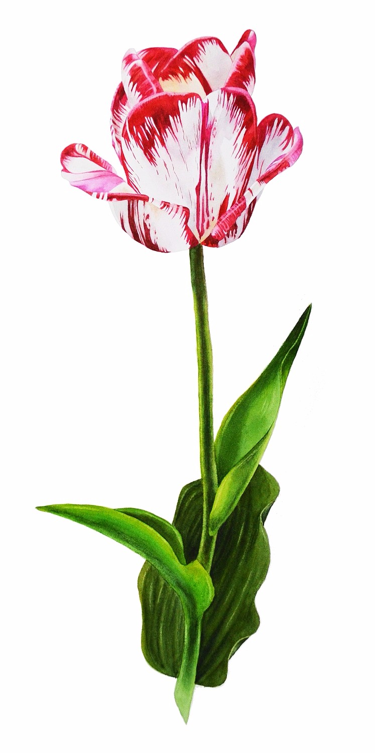 Tulip | Krzysztof Kowalski watercolor tutorials
