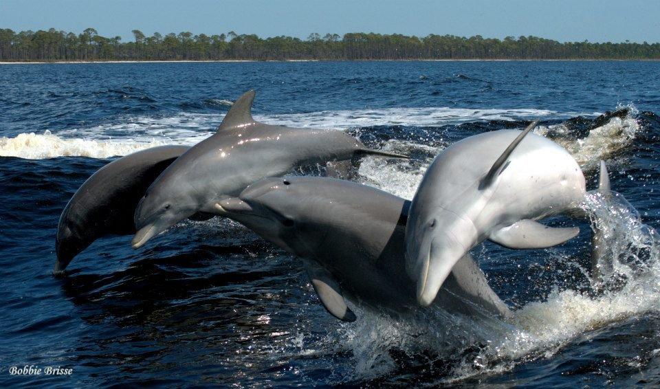 Dolphin Cruise photo 4