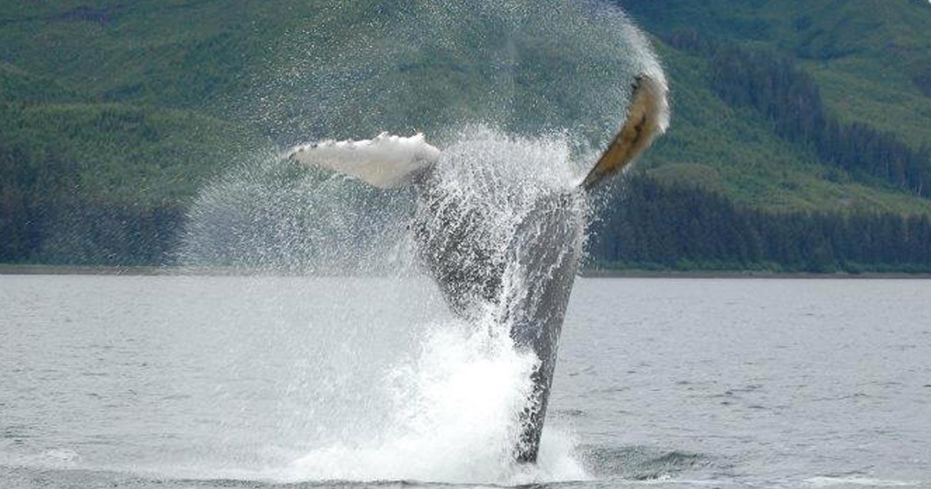 Whale Watching with Hoonah Travel Adventures in Alaska - Juneau