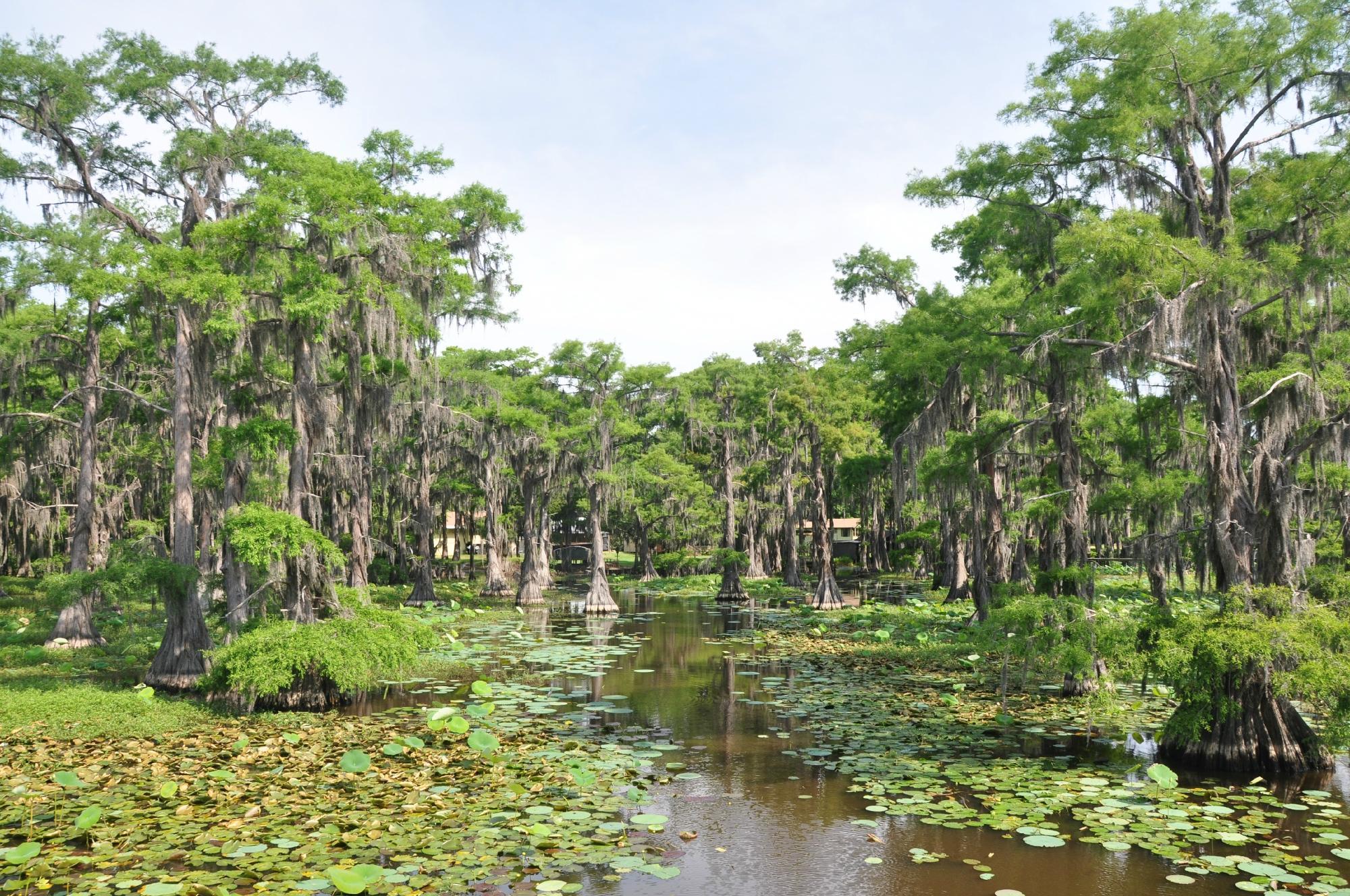 Pontoon Boat Tour on Texas' Scenic Caddo Lake - Shreveport, Louisiana