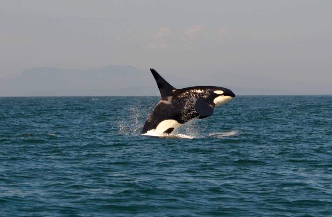Private Party Whale Watching & Wildlife Tour for 1 to 6 people photo 1