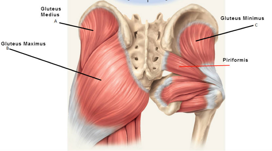 Basic Anatomy Of Training