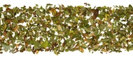Peppermint Herbal Tea from Coffee Bean Direct