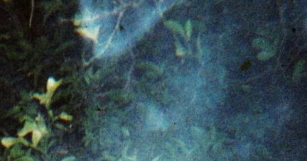 In Search Of: Swamp Magic / Swamp Monsters photo 3
