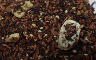 Toffee Banana Honeybush from 52teas