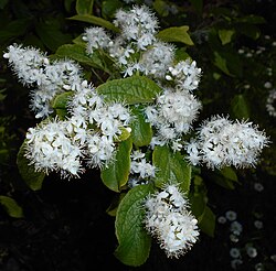 Symplocos paniculata FE1gTvwORKapzASJpGXc+Symplocos_paniculata_-_Wikiwand