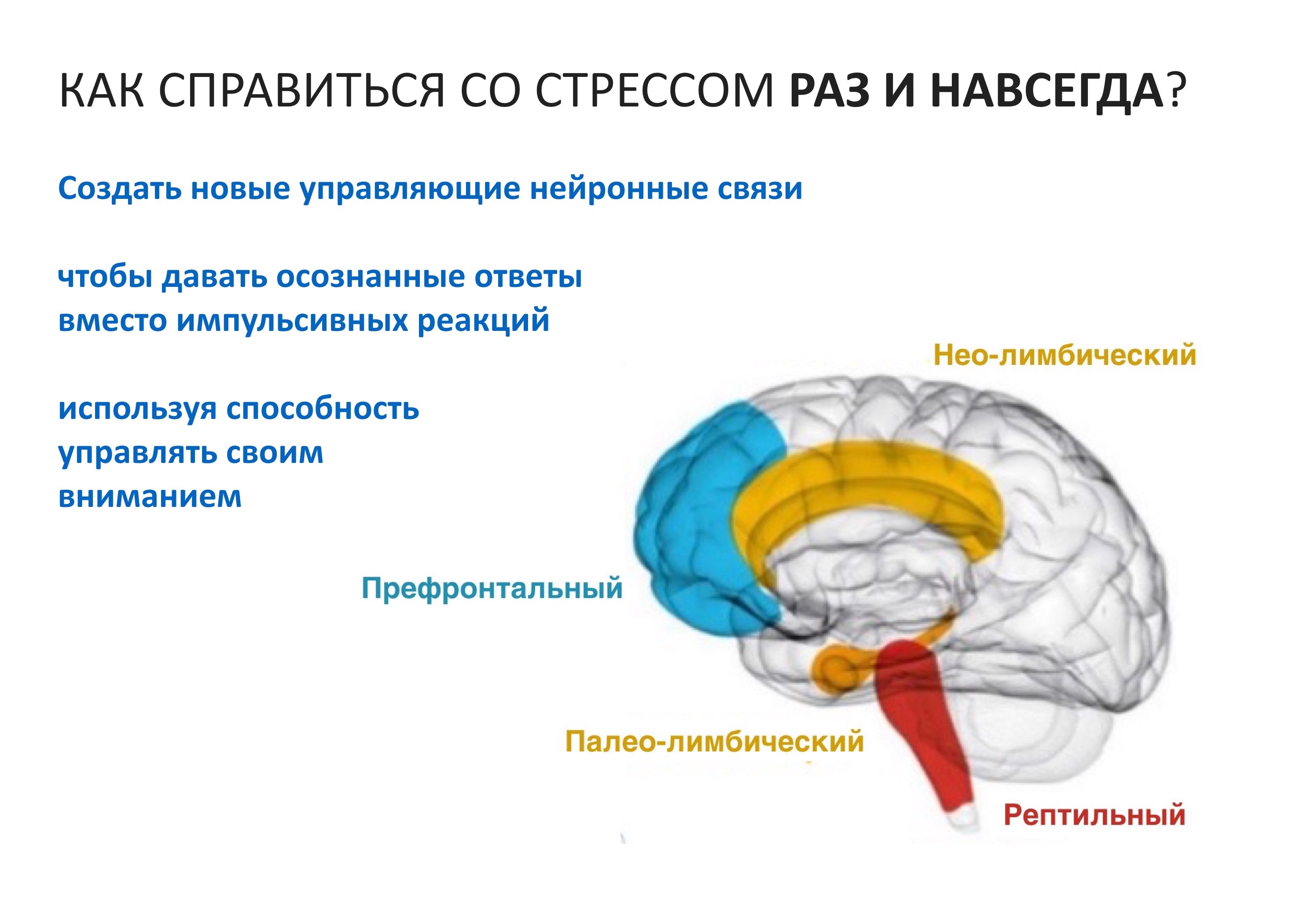 Отделы мозга обоняние. Лимбическая система мозга. Отделы мозга неокортекс.