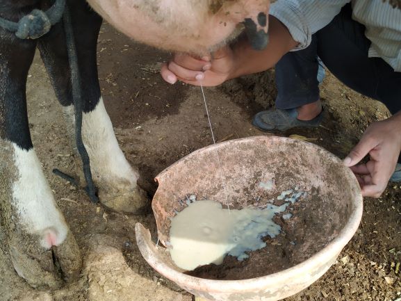 Mastitis affected udder and milk in dairy farm. Prevent diseases to make profits in dairy farming
