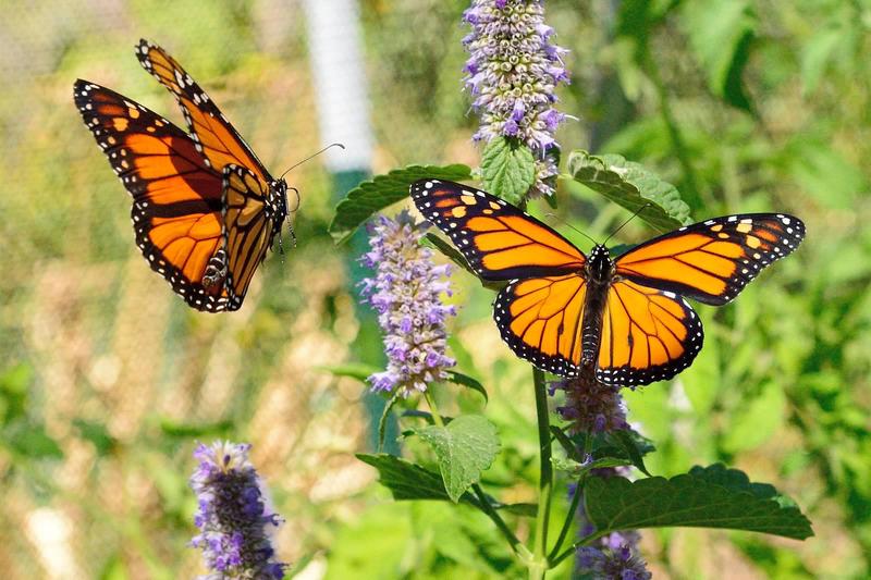 20140905 Bugs and Butterflies Monarch 6149jpg