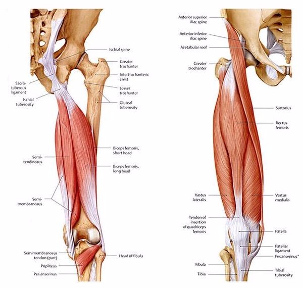 Basic Anatomy Of Training