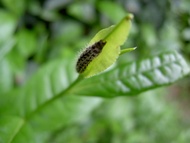 Putuoshan Fo Cha 普陀山佛茶 from Putuoshan Tea Garden