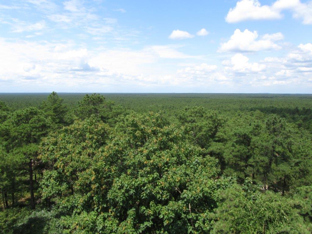 Pine Barrens Tours with Pinelands Adventures - Philadelphia