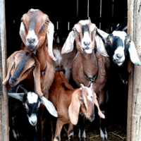 The 3 Goat Ladies