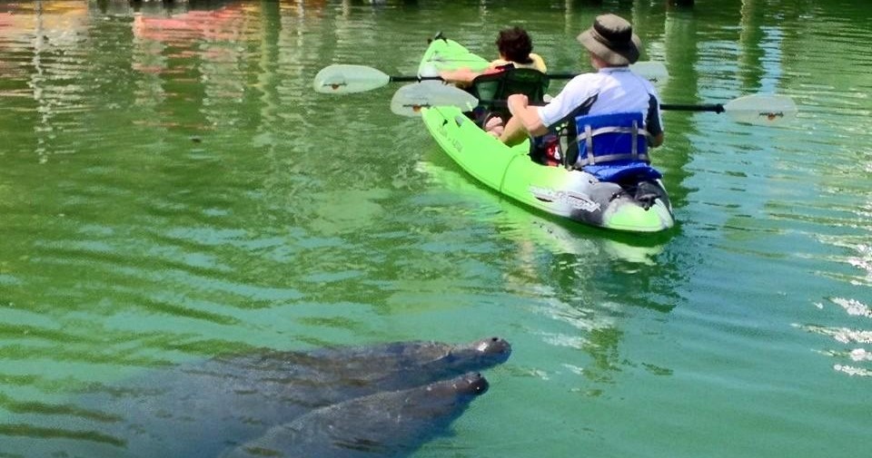 Afternoon Guided Mangrove Tunnel Tours in Sarasota Florida United States