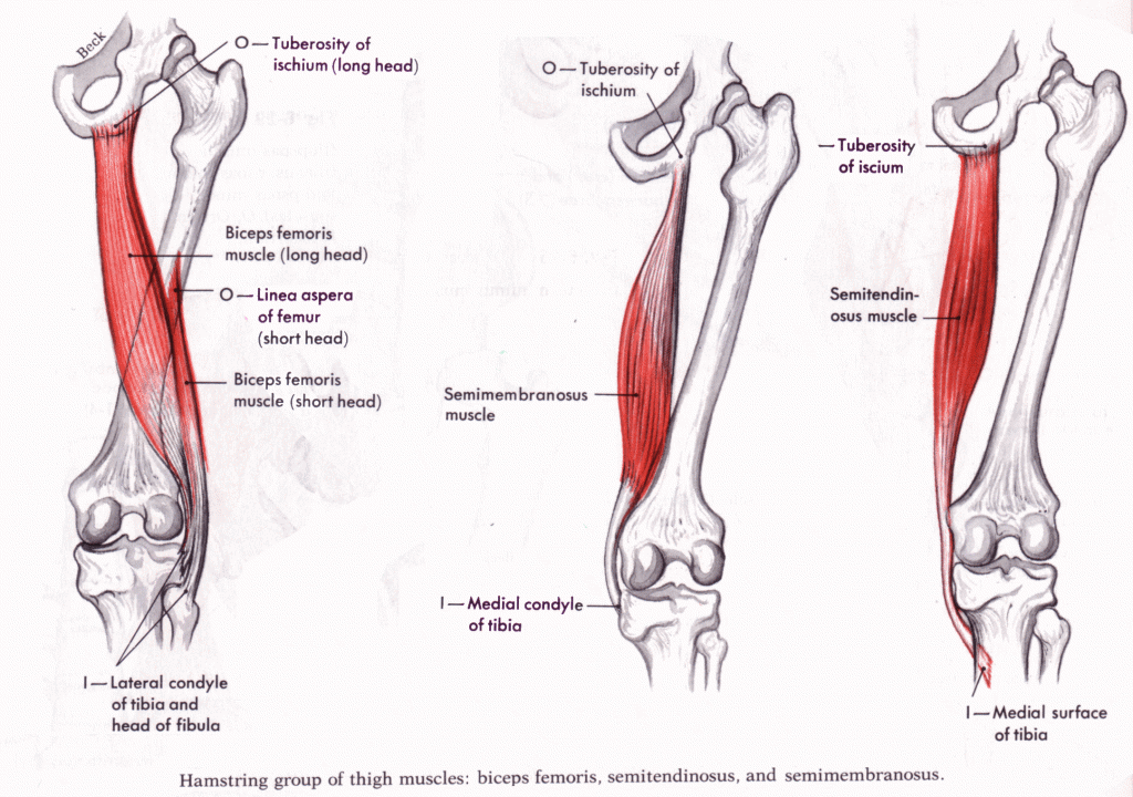 Basic Anatomy Of Training