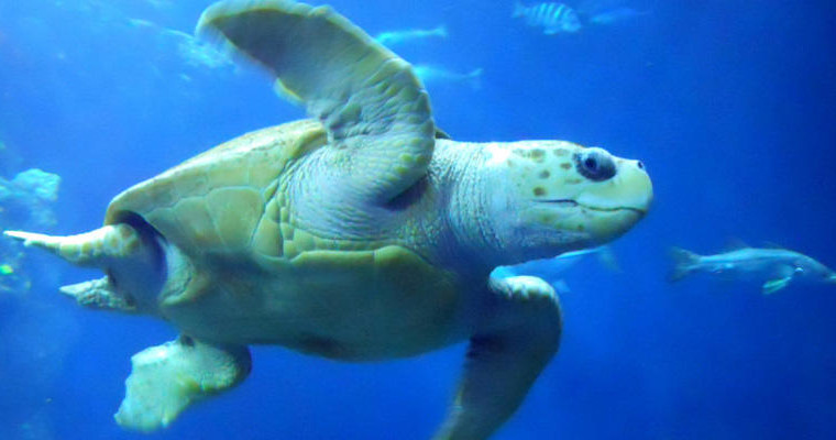 Charleston Harbor & Aquarium Tour by Charleston Harbor Tours - Charleston