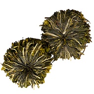 Green Anemone from Nothing But Tea