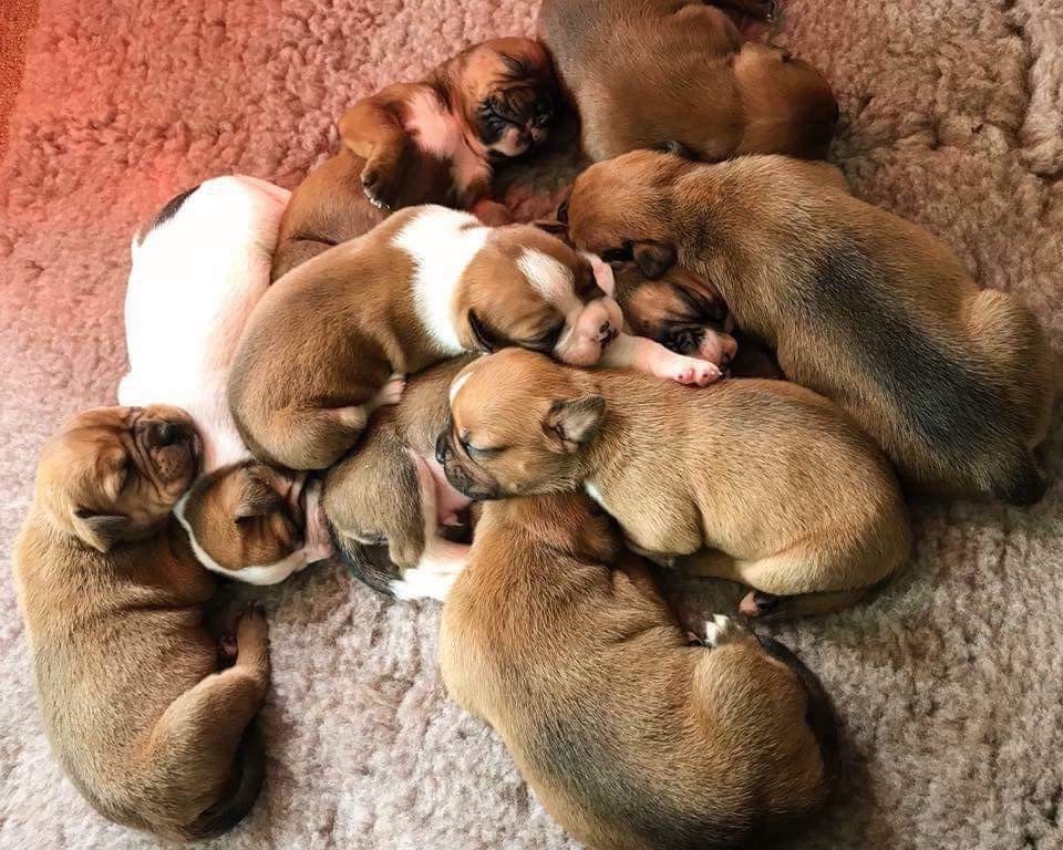 Product image for The Puppy Lab