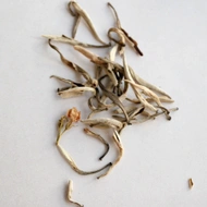 White Jasmine Silver Needle from Kiani Tea