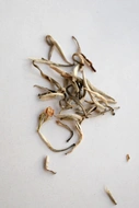 White Jasmine Silver Needle from Kiani Tea