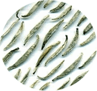 Silver Needle Tea from SBS Teas