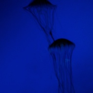Jellyfish Blues from Adagio Custom Blends, Kallie The Great
