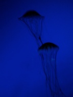 Jellyfish Blues from Adagio Custom Blends, Kallie The Great