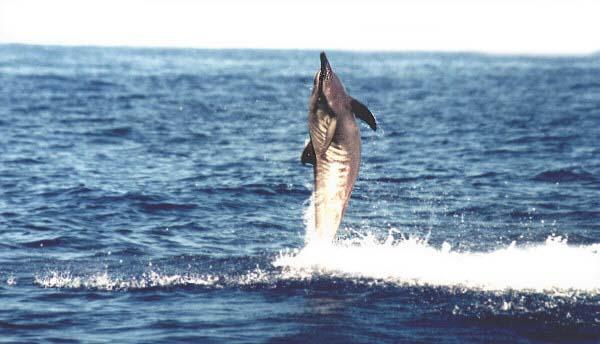 Morning Captain Cook Snorkel Adventure photo 4