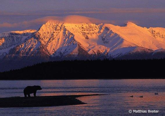 Alaska Brown Bear Viewing by Helicopter photo 4