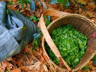 Naka Unfermented Puerh from JalamTeas