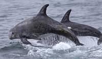Sanctuary Monterey Bay Whale Watch (3-4 hours) photo 1