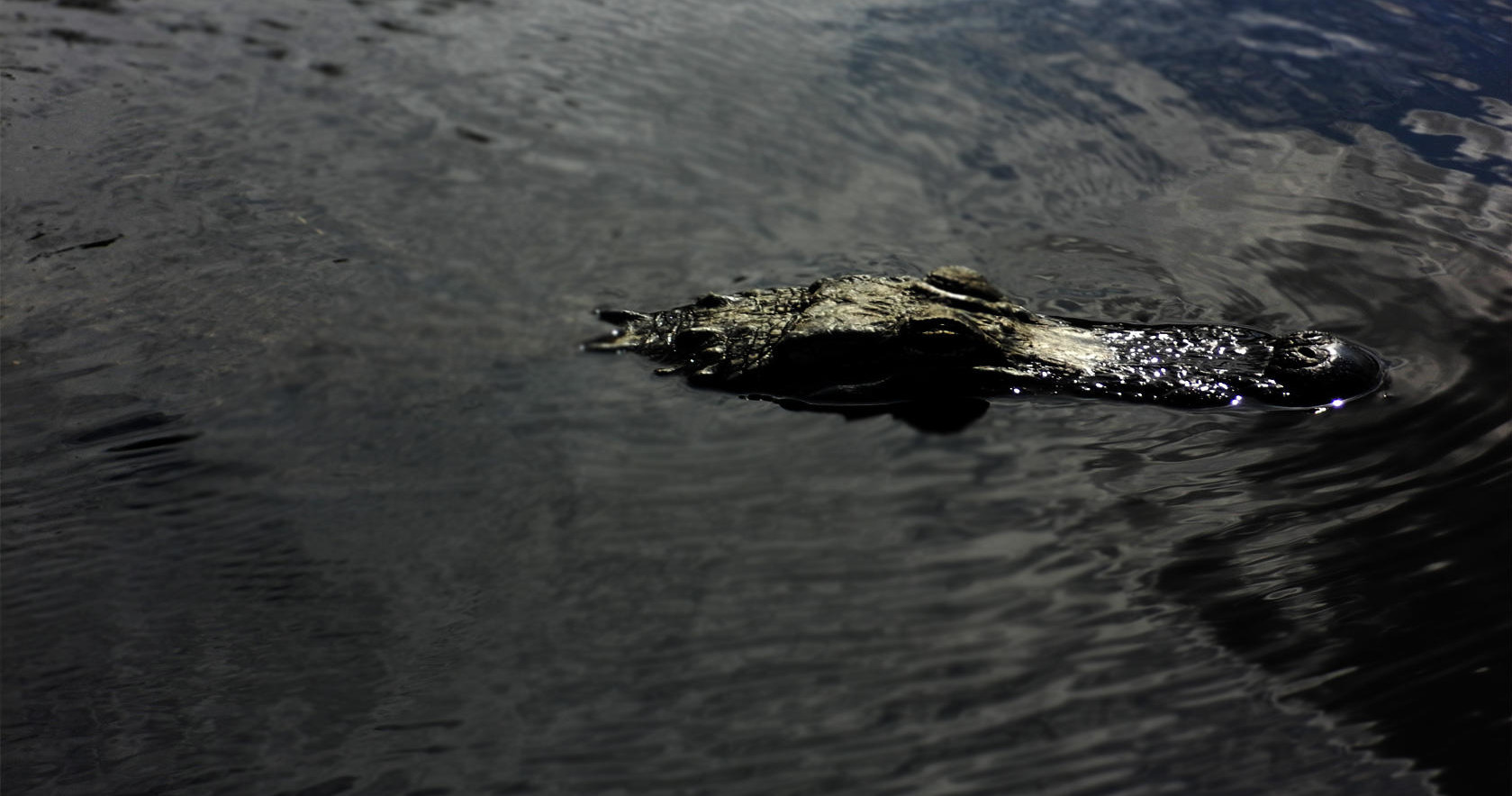 Alligator Tours' Morning Everglades Tour in Hallandale Beach - Fort Lauderdale