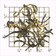 Silvery Jun Mee (ZK82) from Upton Tea Imports
