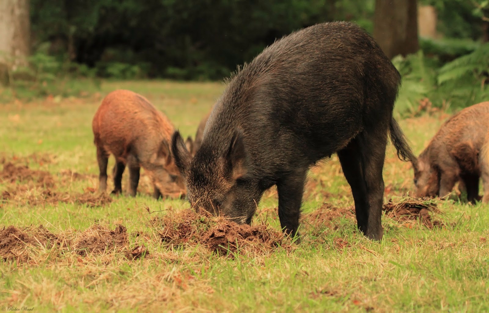 Harper Creek Outdoor Academy | How to Locate Feral Hogs in Your Area